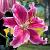 Oriental Stargazer