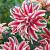 Oriental Magic Star