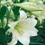 Longiflorum Jules Verne
