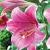 Longiflorum Pink Heaven®