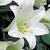 Longiflorum White Heaven