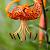 Specie Lancifolium
