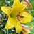 Trumpet Golden Splendour