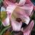 Trumpet Pink Perfection