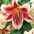 O.T. Holland Beauty