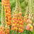 Apricot Yellow