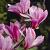 X Loebneri Leonard Messel
