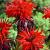 Monarda Cambridge Scarlet