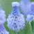 Azureum