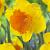 Large-Cupped Pimpernel