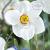 Poeticus Actaea