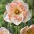 Large-Cupped Pink Wonder