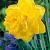 Double Eastertide