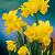 Cyclamineus Tete A Tete