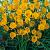 Specie Bulbocodium Golden Bells