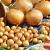 Cepa Yellow (X250 Gr)