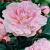 Lactiflora Pink