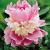 Lactiflora Pink/White