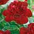 Lactiflora Red Charm