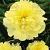 Lactiflora Yellow