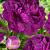 Lactiflora Purple