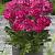 Lactiflora Riches And Fame