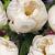 Lactiflora Jan Van Leeuwen