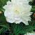 Lactiflora Festiva Maxima