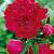 Lactiflora Paul M Wild
