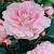 Lactiflora Taff