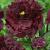 Lactiflora Black Beauty