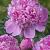 Lactiflora Monsieur Jules Elie