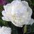 Lactiflora Duchesse De Nemours