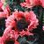 Ruffles Pink Ruffles
