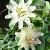 Hybrid White