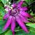 Hybrid Purple