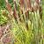 alopecuroides Red Head