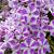 Paniculata Candy Stripes