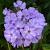 Paniculata Light Blue