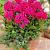 Paniculata Miss Mary
