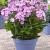 Paniculata Sweet Dreams