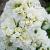 Double White