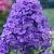 Paniculata Blue