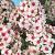 Paniculata Red/White