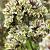 Paniculata Pure Feelings