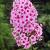 Paniculata Miss Pepper