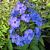 Paniculata Blue Paradise