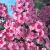 Paniculata Pink
