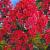 Paniculata Red