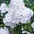 Paniculata White